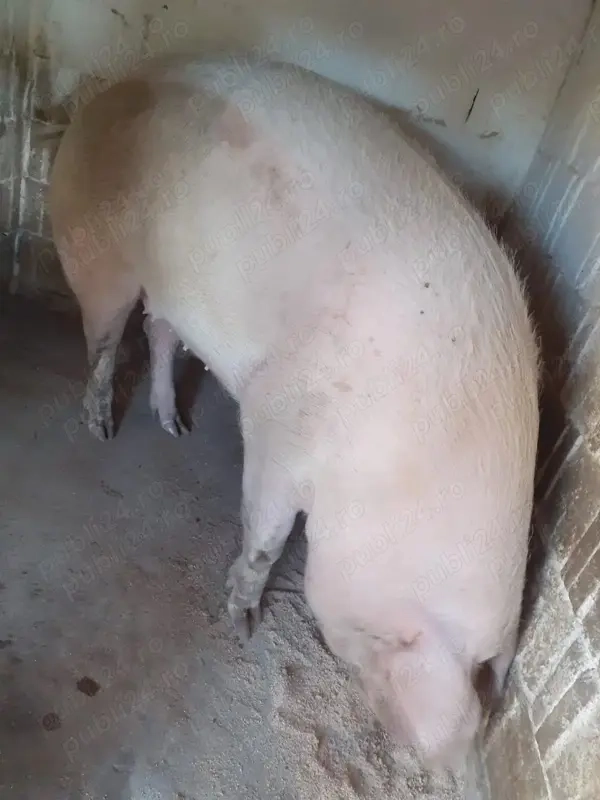 Porc de vanzare crescut cu cereale