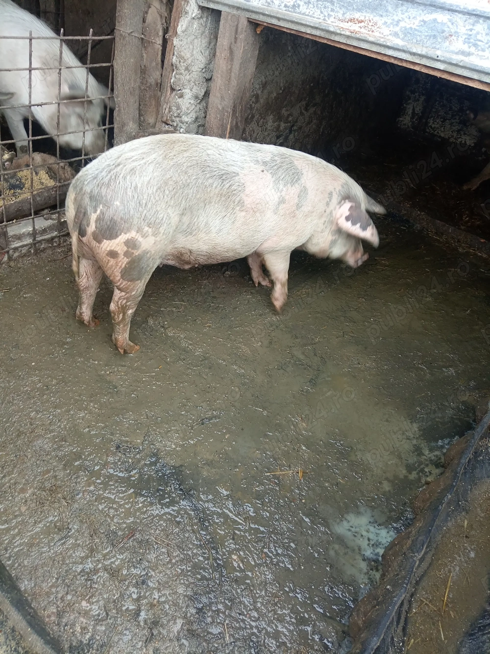 Disponibili 2 porci pentru Crăciun greutate între 80 și 100 de kg preț 15 lei kg 