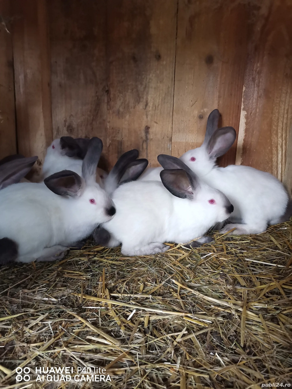 iepurasi urias de transilvania