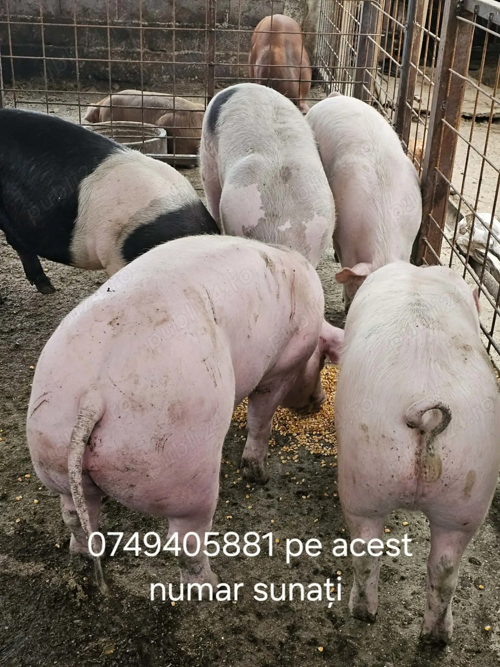 Porci pentru Craciun