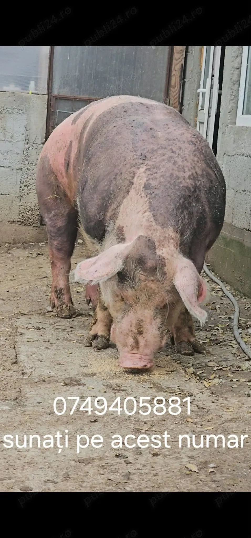 Cel mai mare porc din Galati 