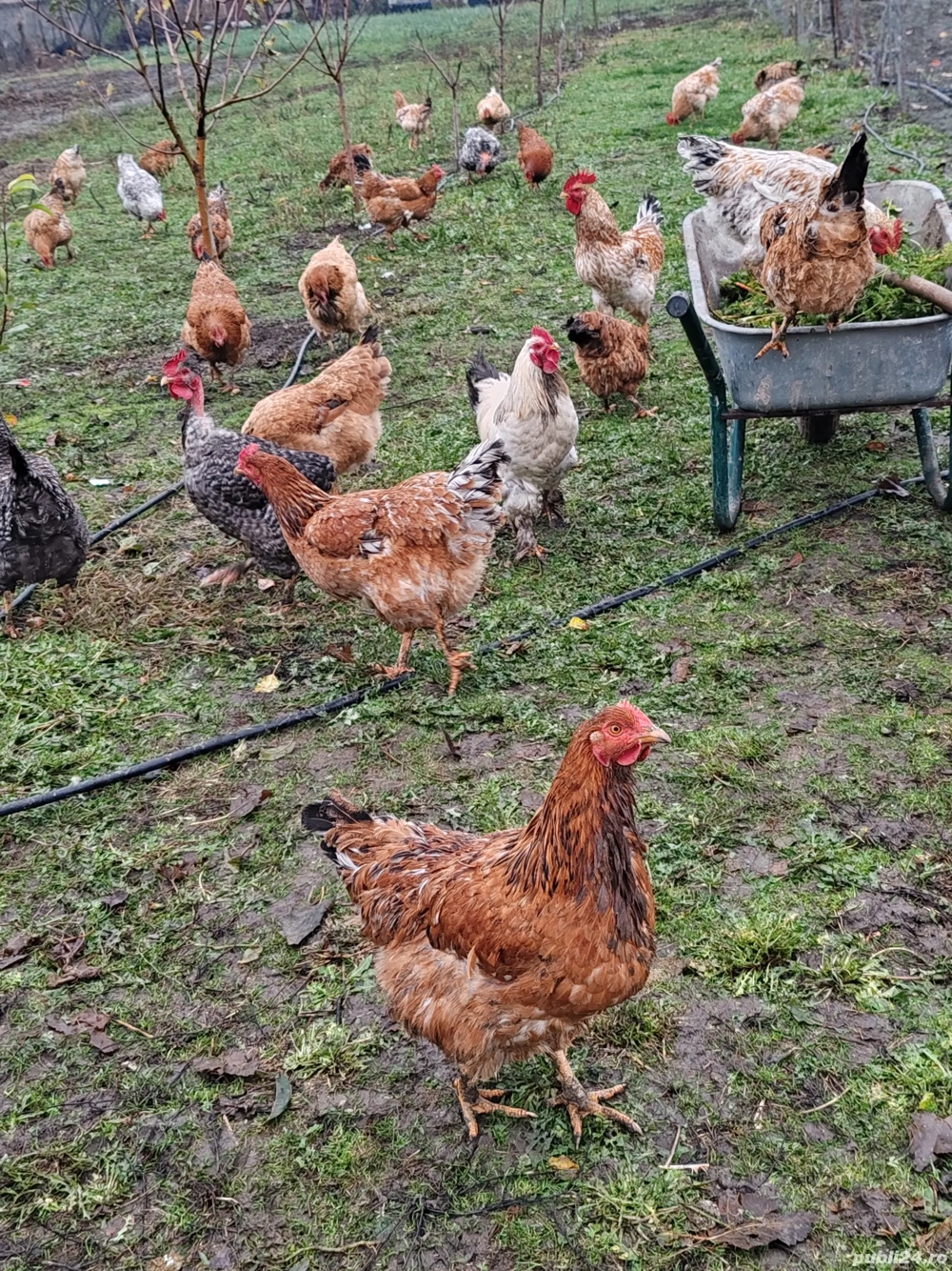 Vând găini de țară. 