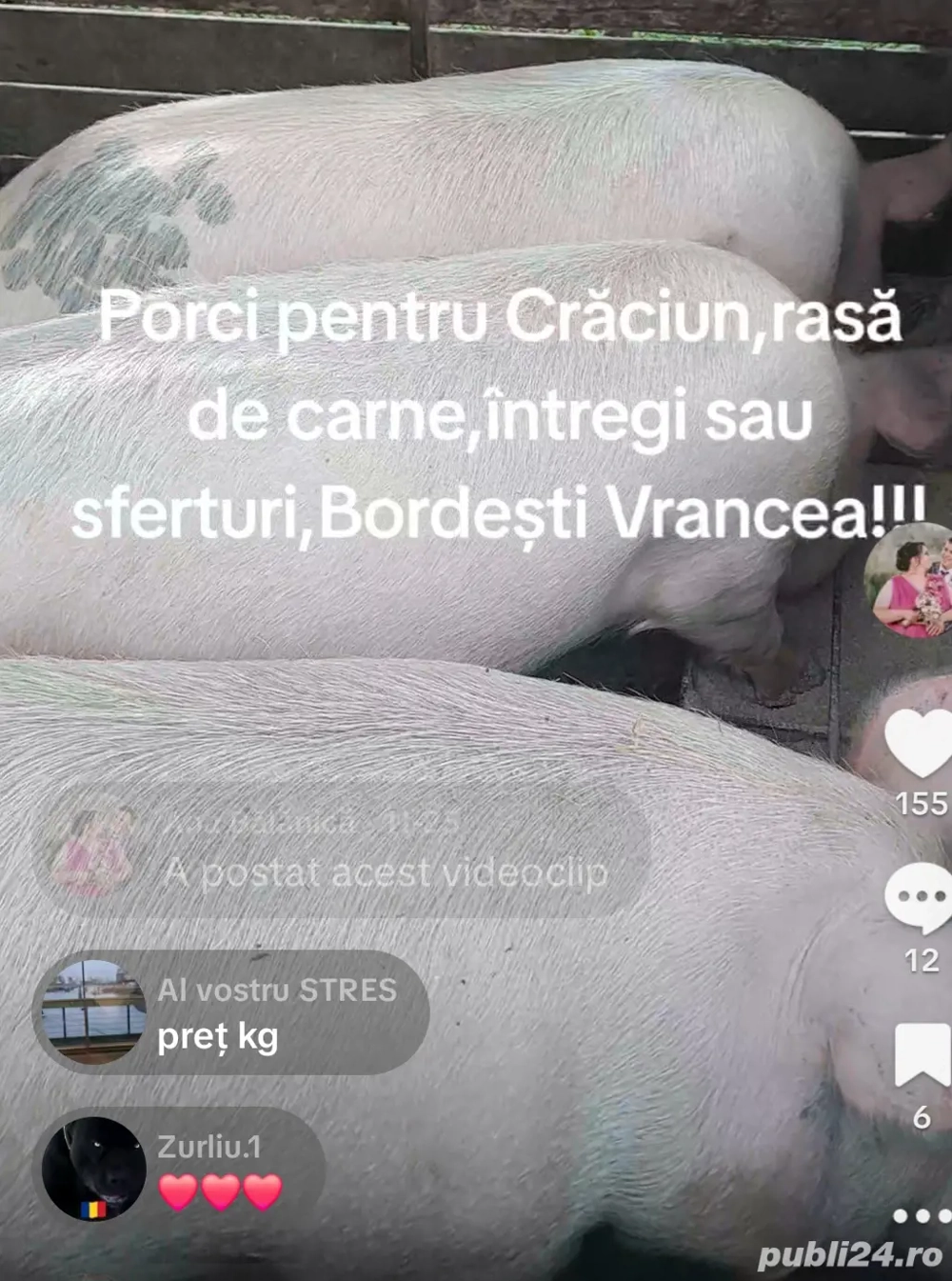 porci pentru Craciun