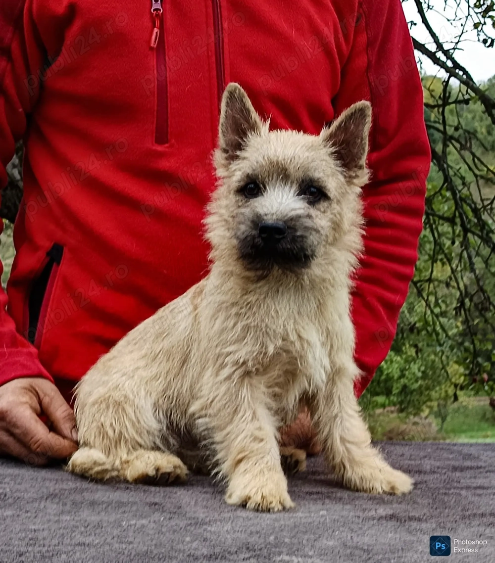 Cairn terrier disponibili