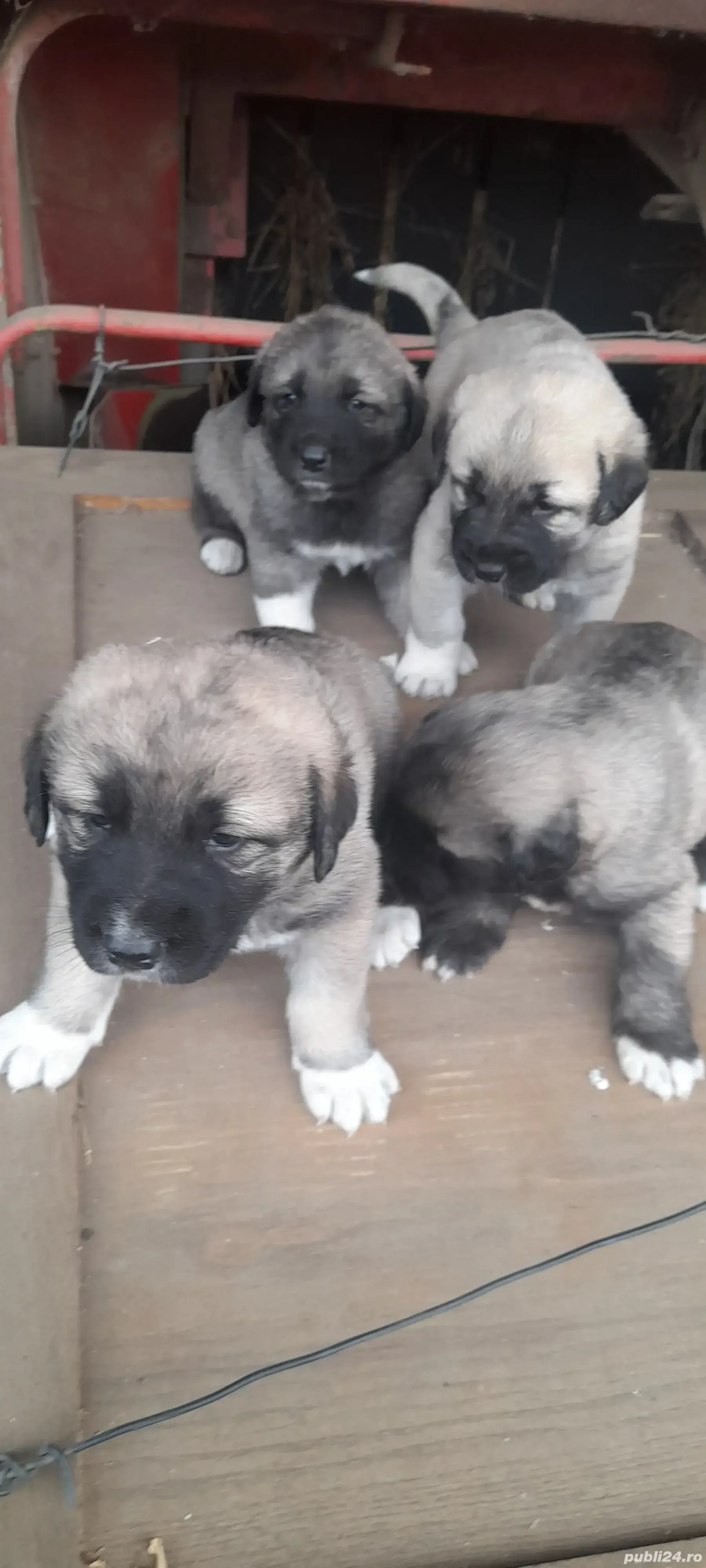 vand 4 catelusi ciobanesc caucazian