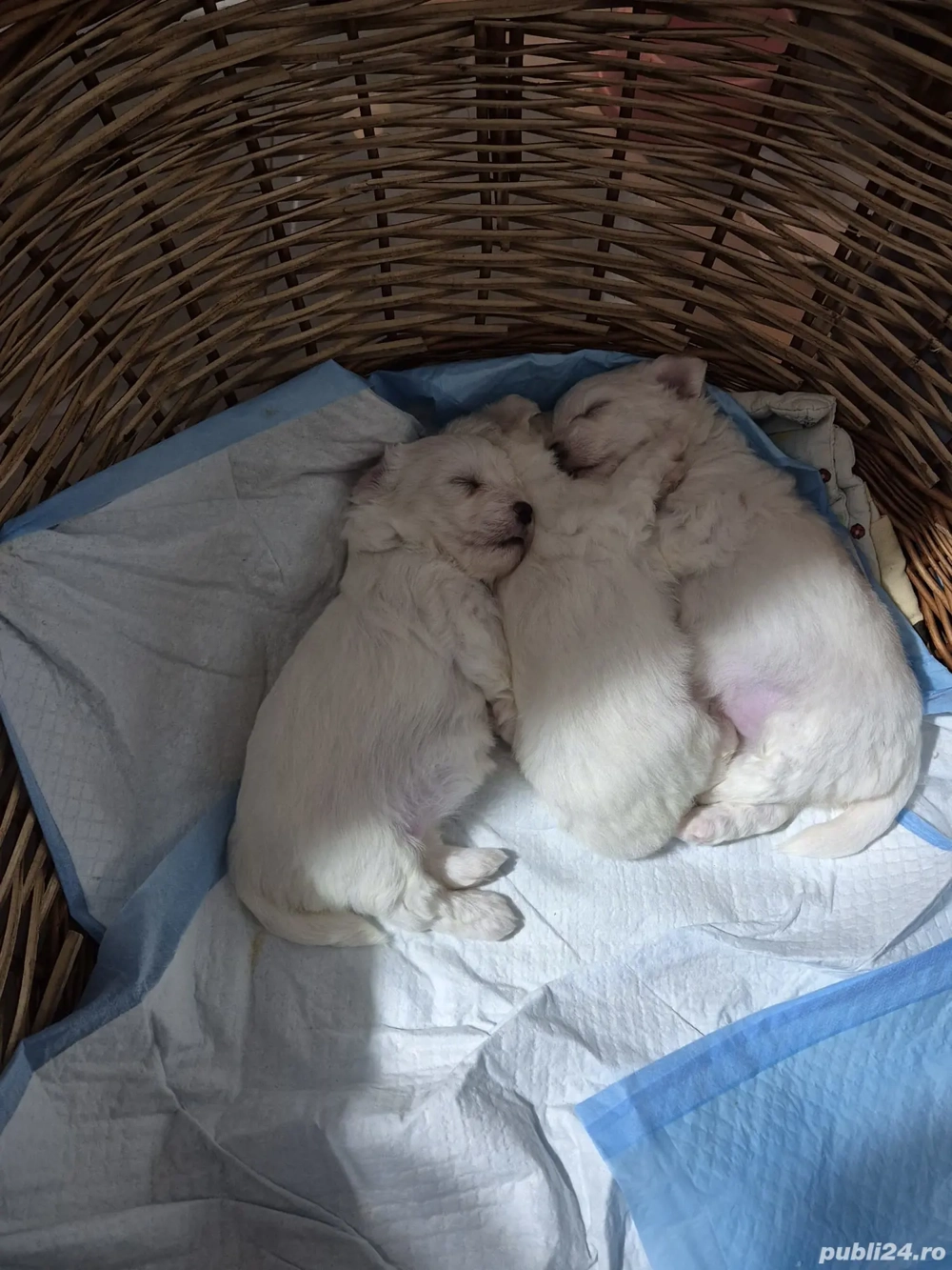 Bischon Maltez Miny Toy