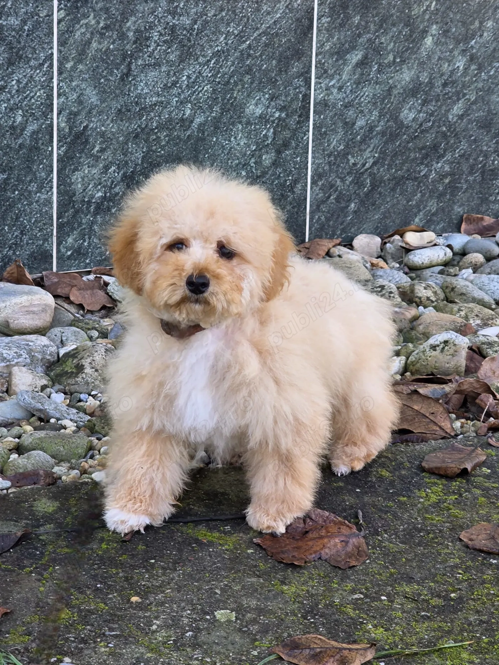 vand catei Maltipoo toy si mini toy