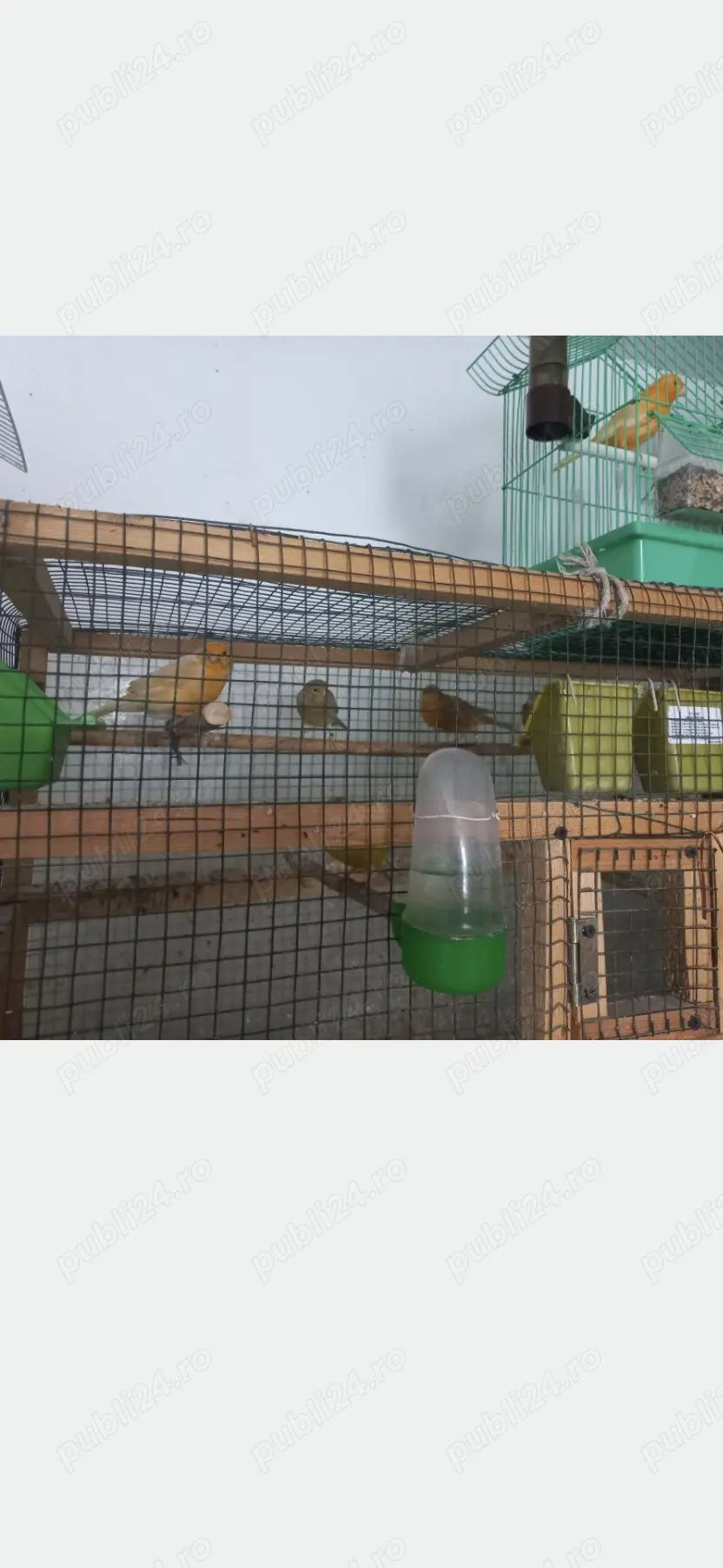 Vand canari de cantec