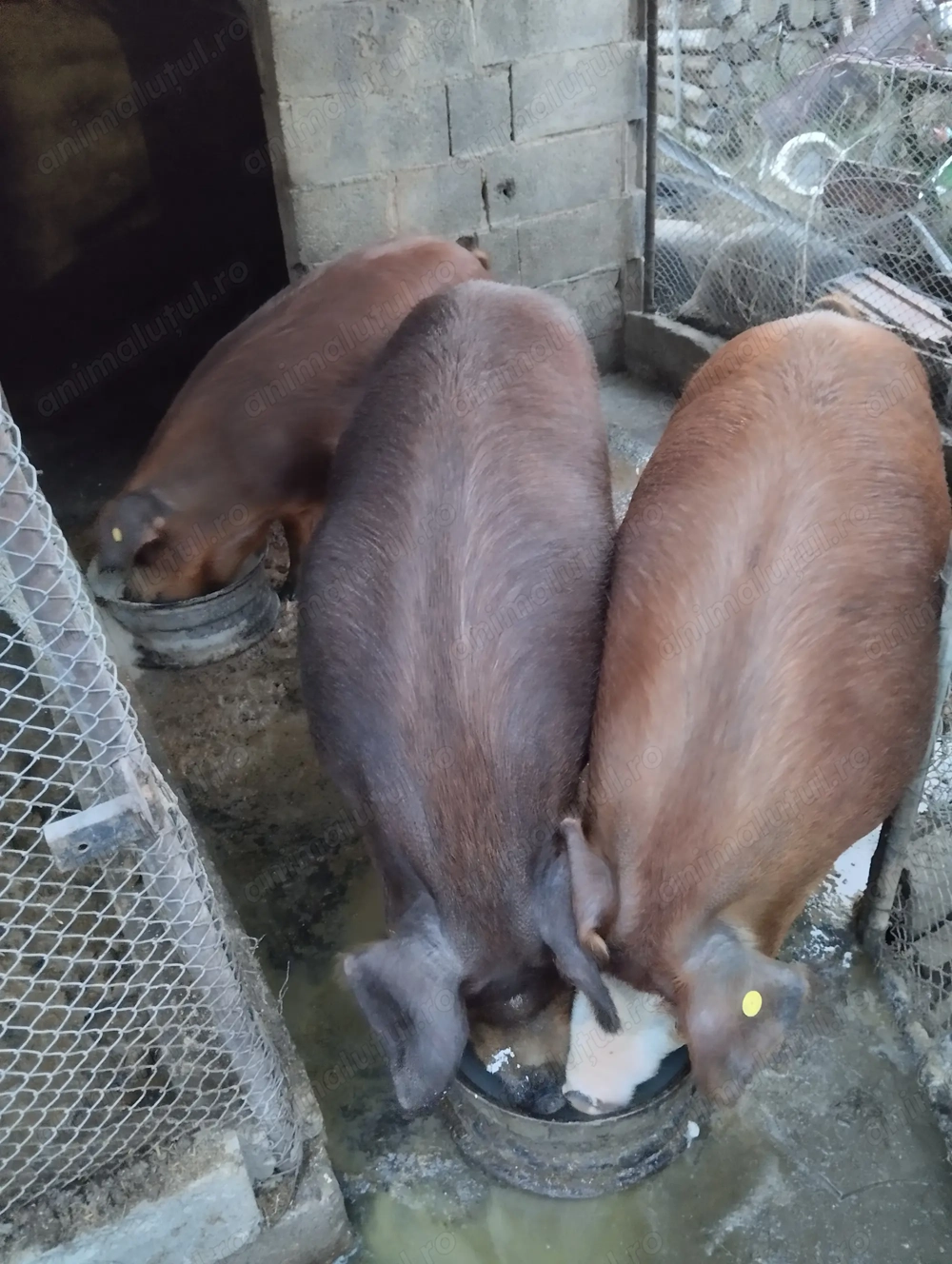 Unul mai este disponibil 