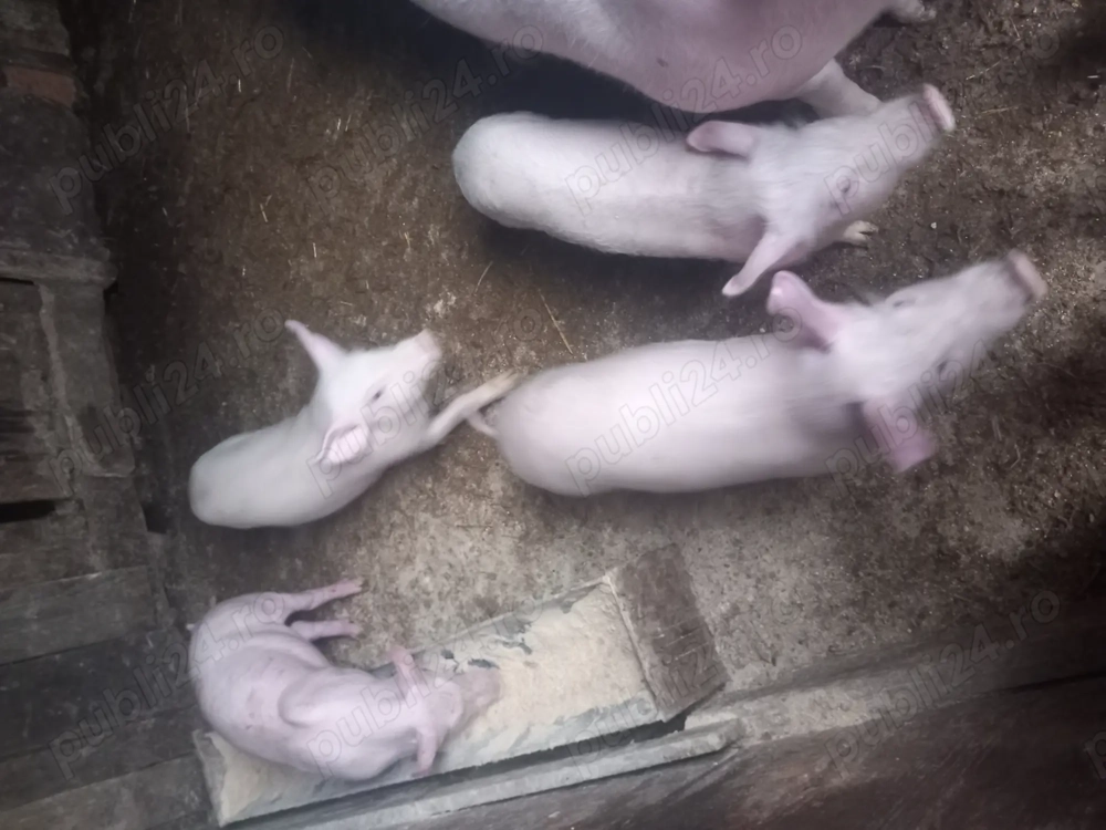 Purcei  de vanzare intarcati vârsta 2luni