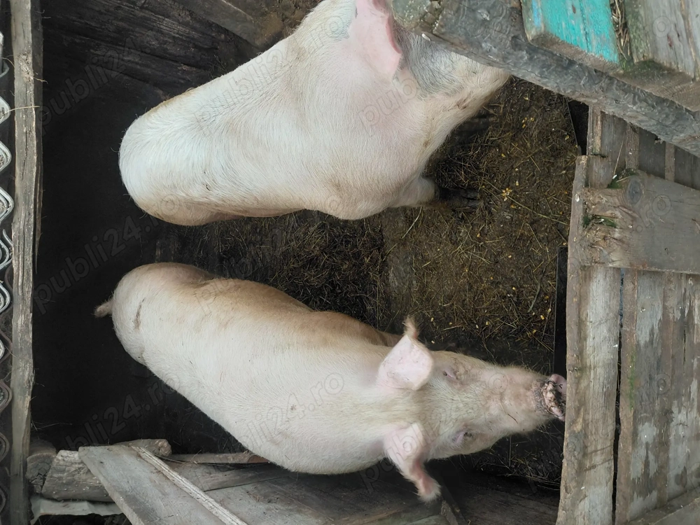Vand 2 porci crescuti cu porumb 