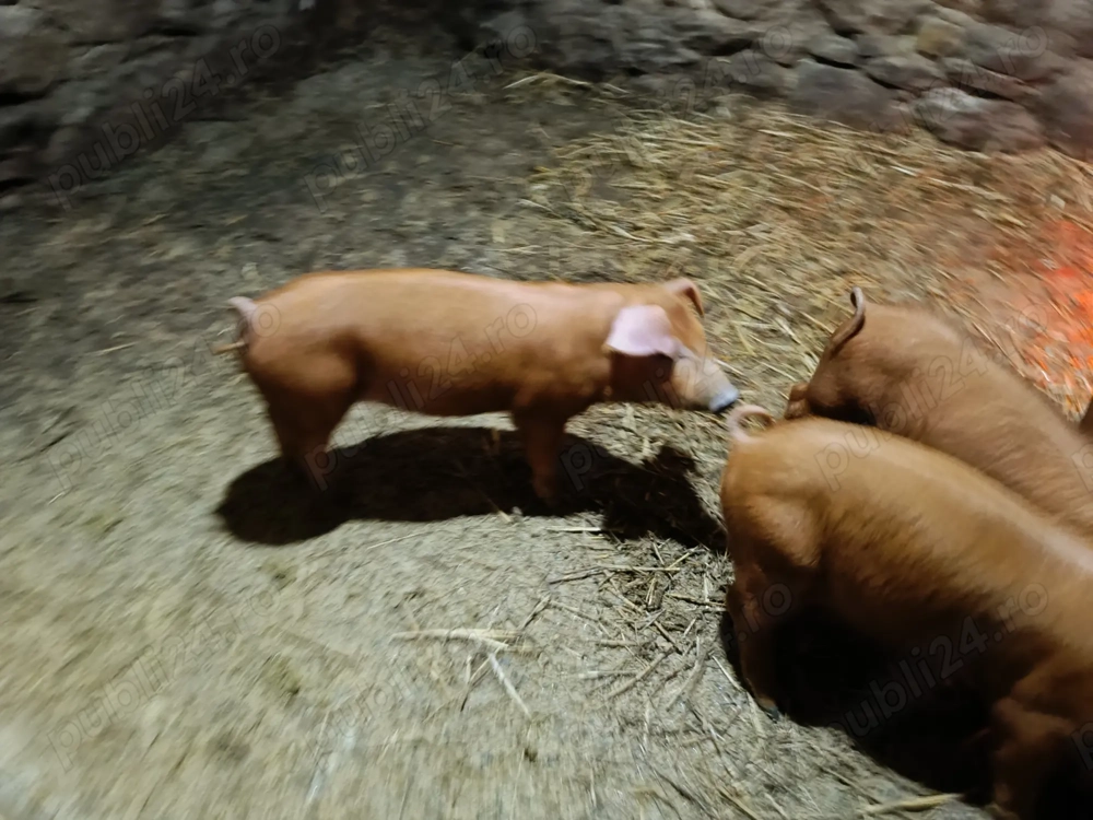 Vând purcei duroc 