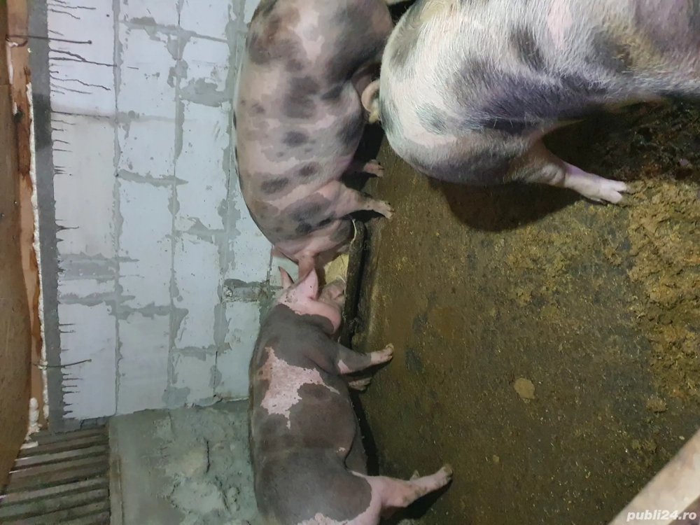 vând porci schitu Giurgiu 