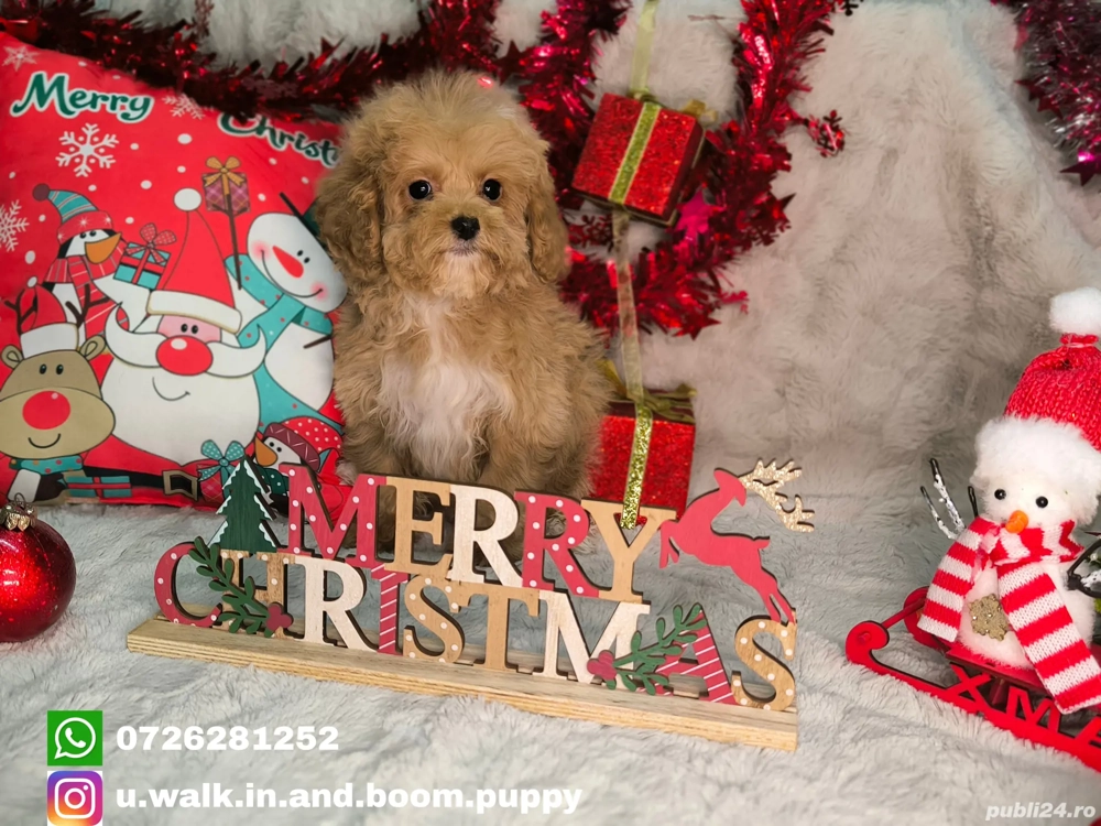 Vand fetita Maltipoo f1 minitoy