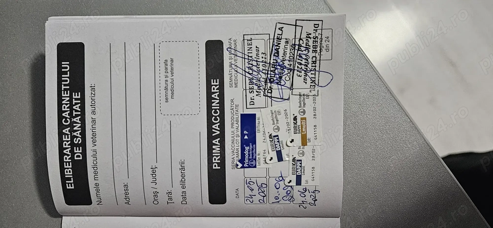 Bichon Havanez mascul 9 luni