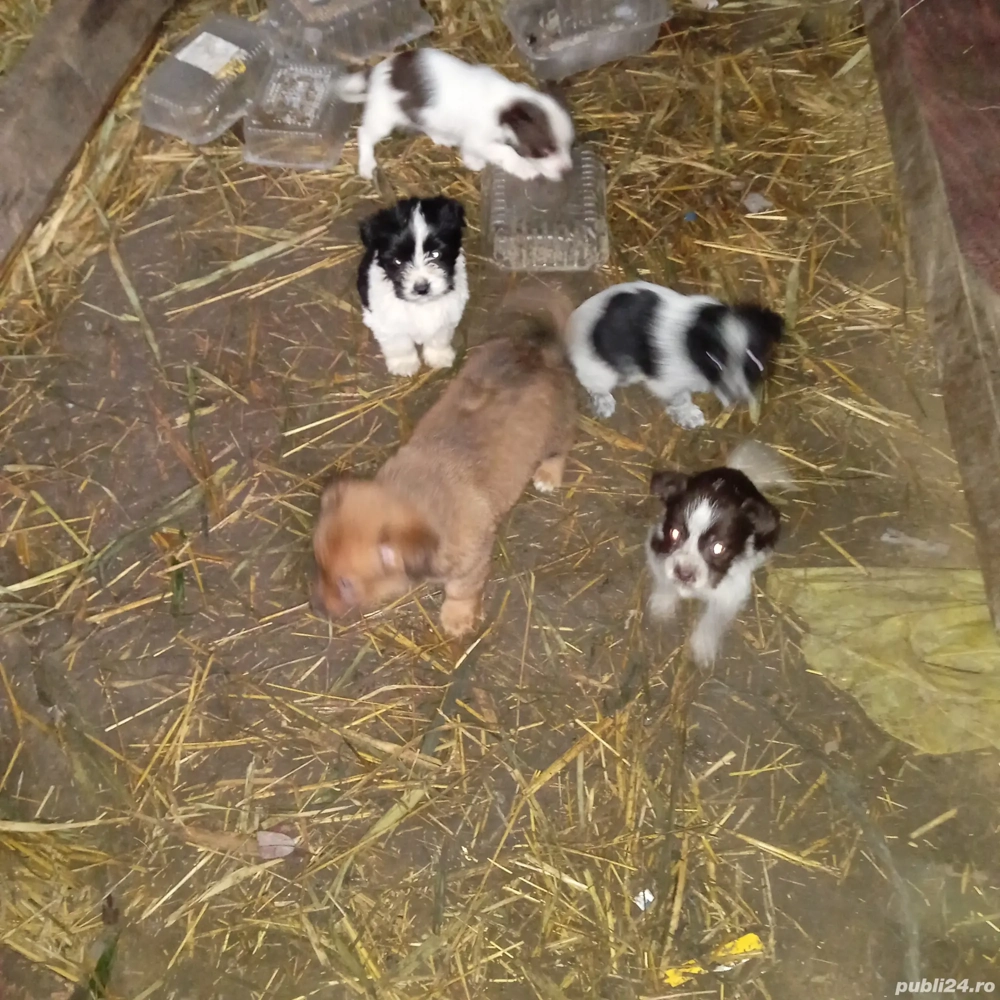 Dau spre adoptie catelusi 