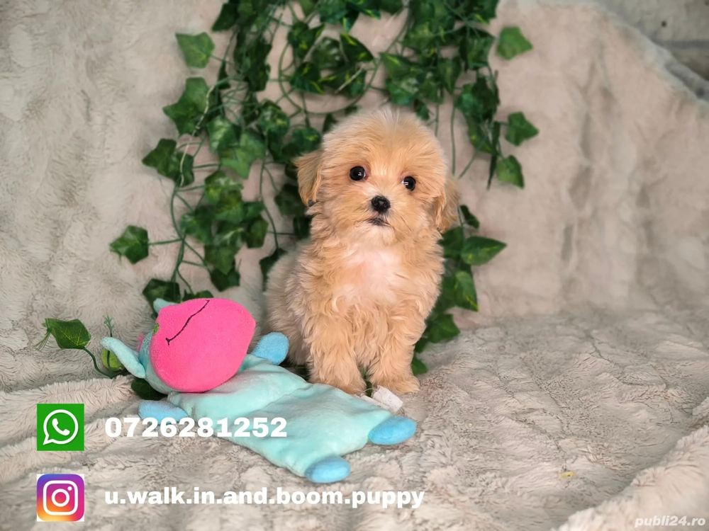 Vand baietel Maltipoo minitoy