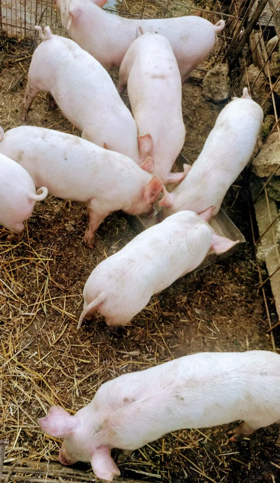 Purcei de carne, Landrace