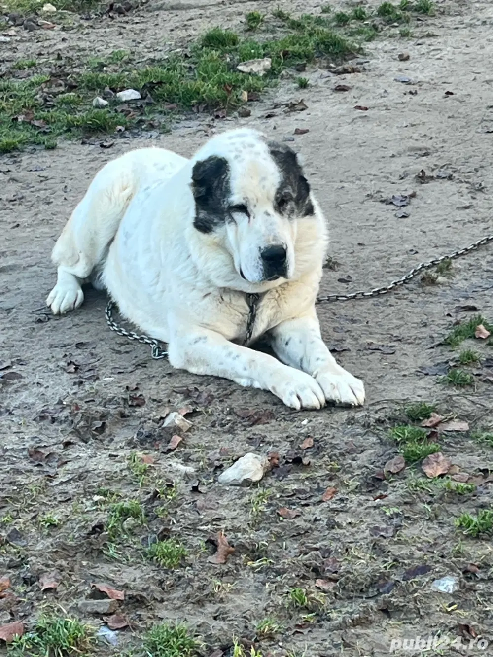 Vand sau schimb unu la alegere