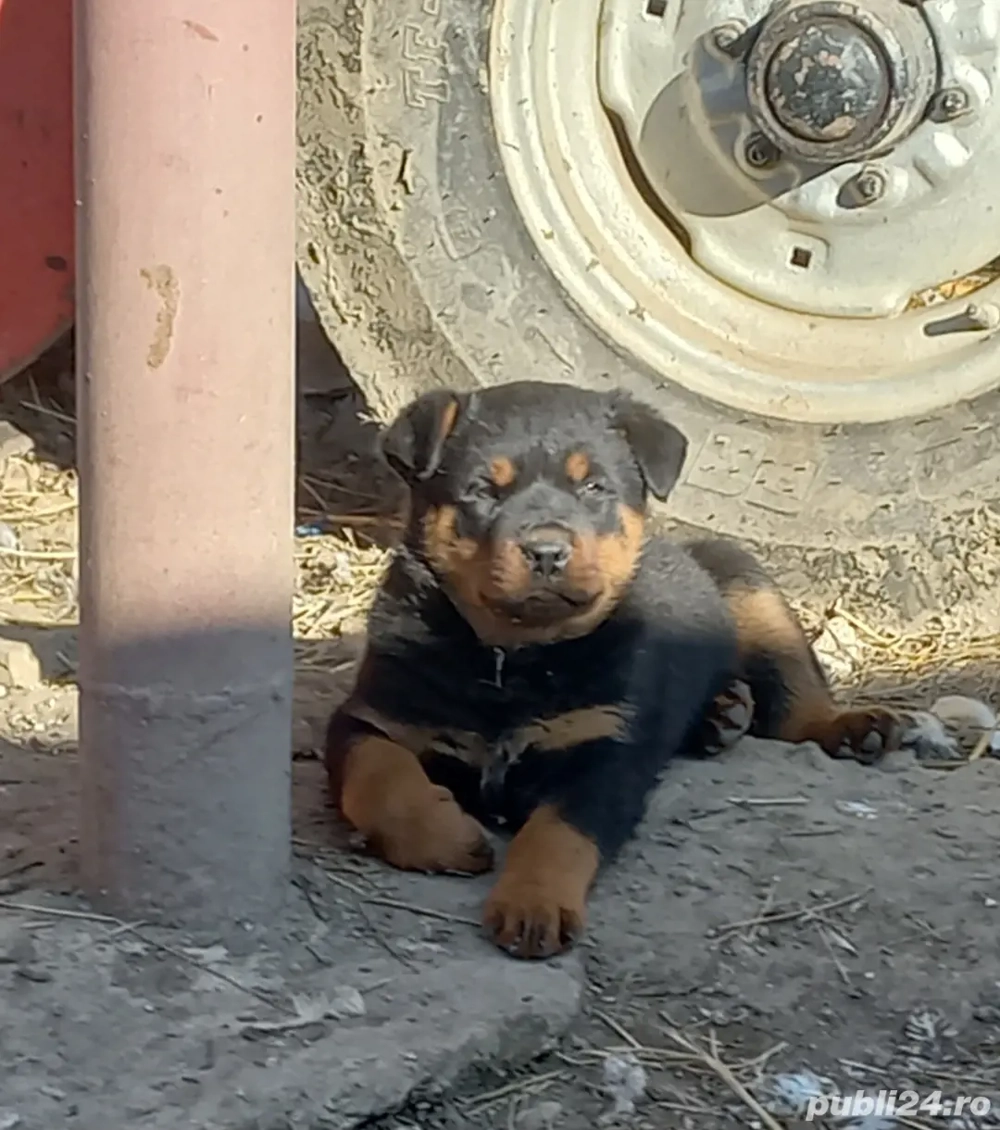 Vând căței Rottweiler 