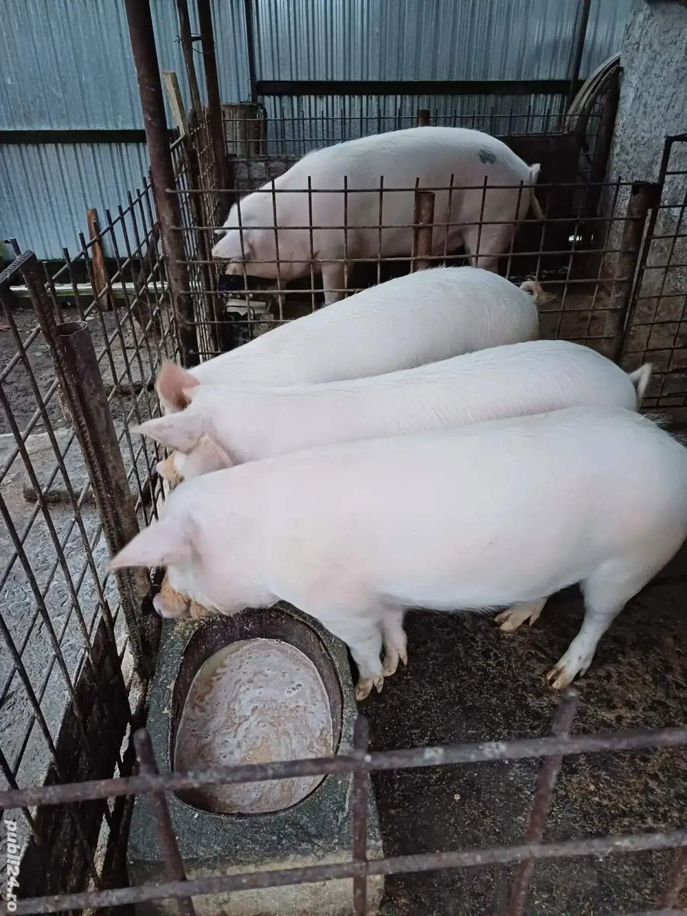 Grasuni de vânzare de la 60 kg