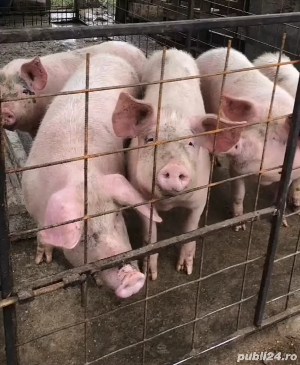 porci de vanzare 