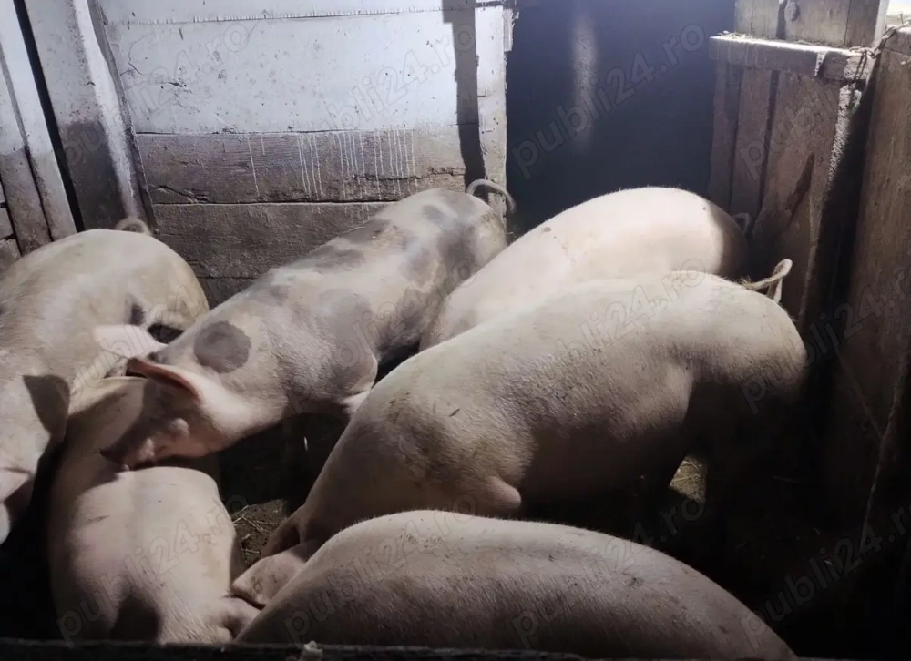 Porci de vanzare 100 kg sau 200 kg