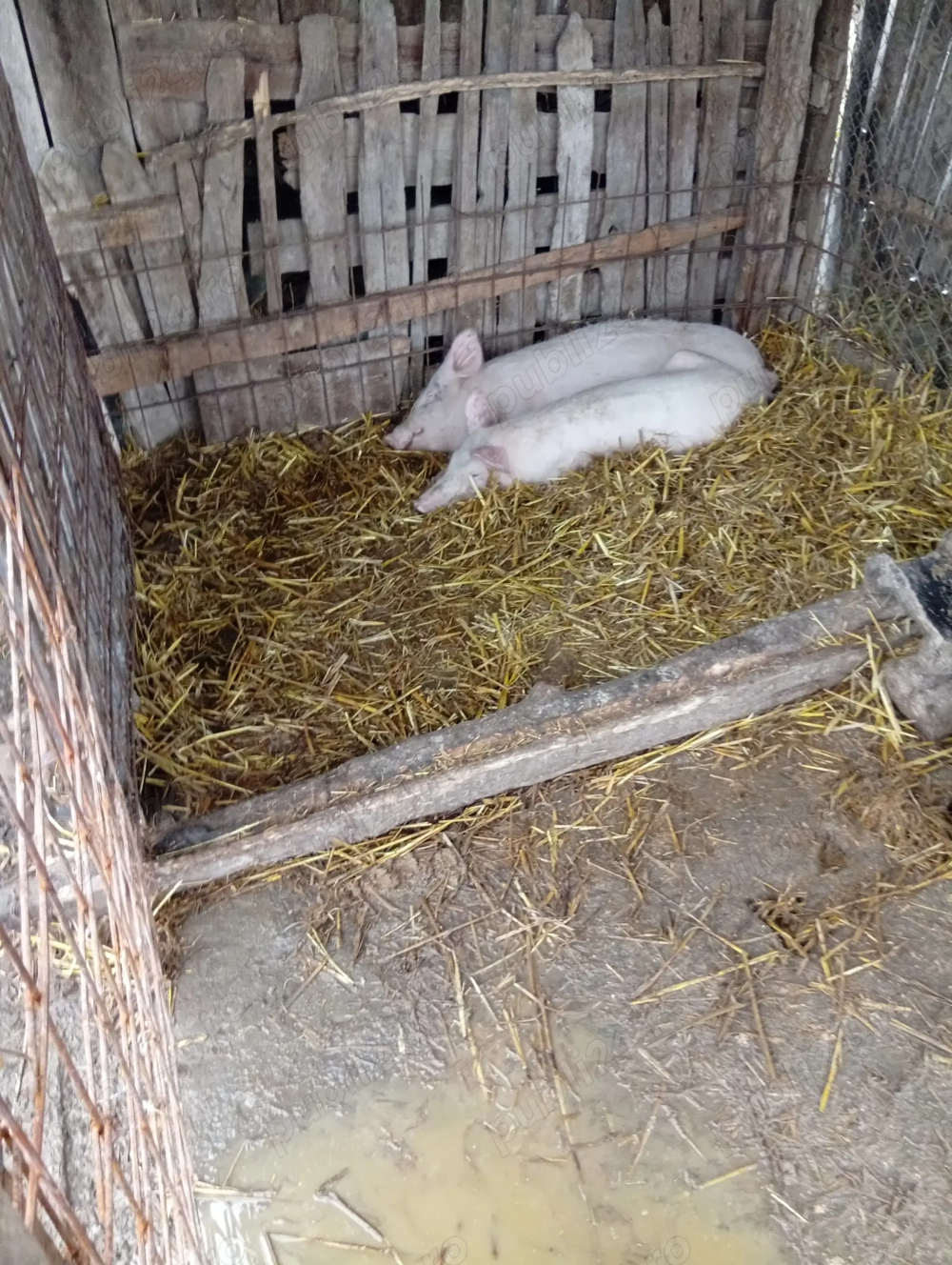 Petrece purcel și purcea de vînzare in Bălcești Gorj 