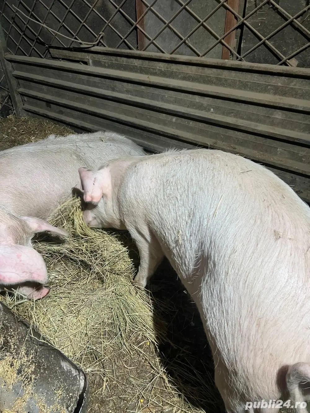Vand Porci crescuti cu porumb bio Landrace 150-380kg 15lei
