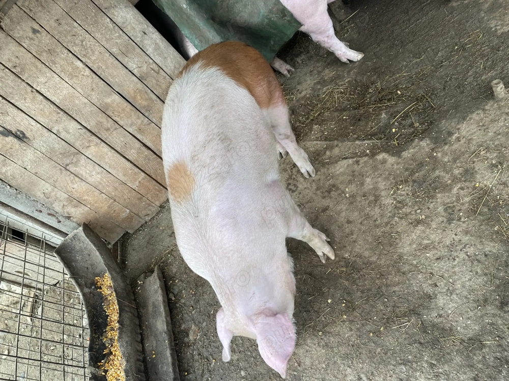 Porci de sacrificat pentru Craciun