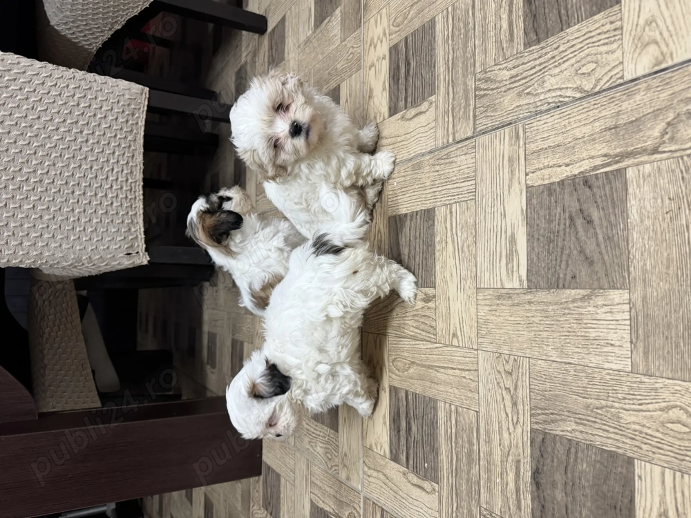 Shihtzu căței  vârsta 7 săptămâni