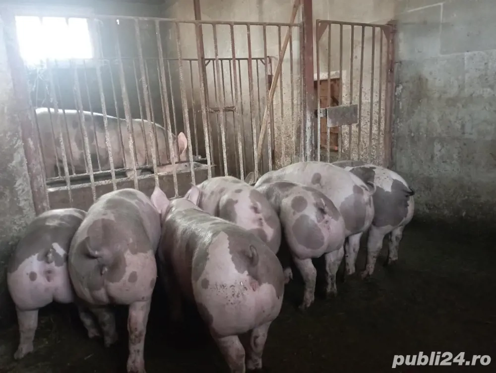 Vând purcei rasa pura pietrain