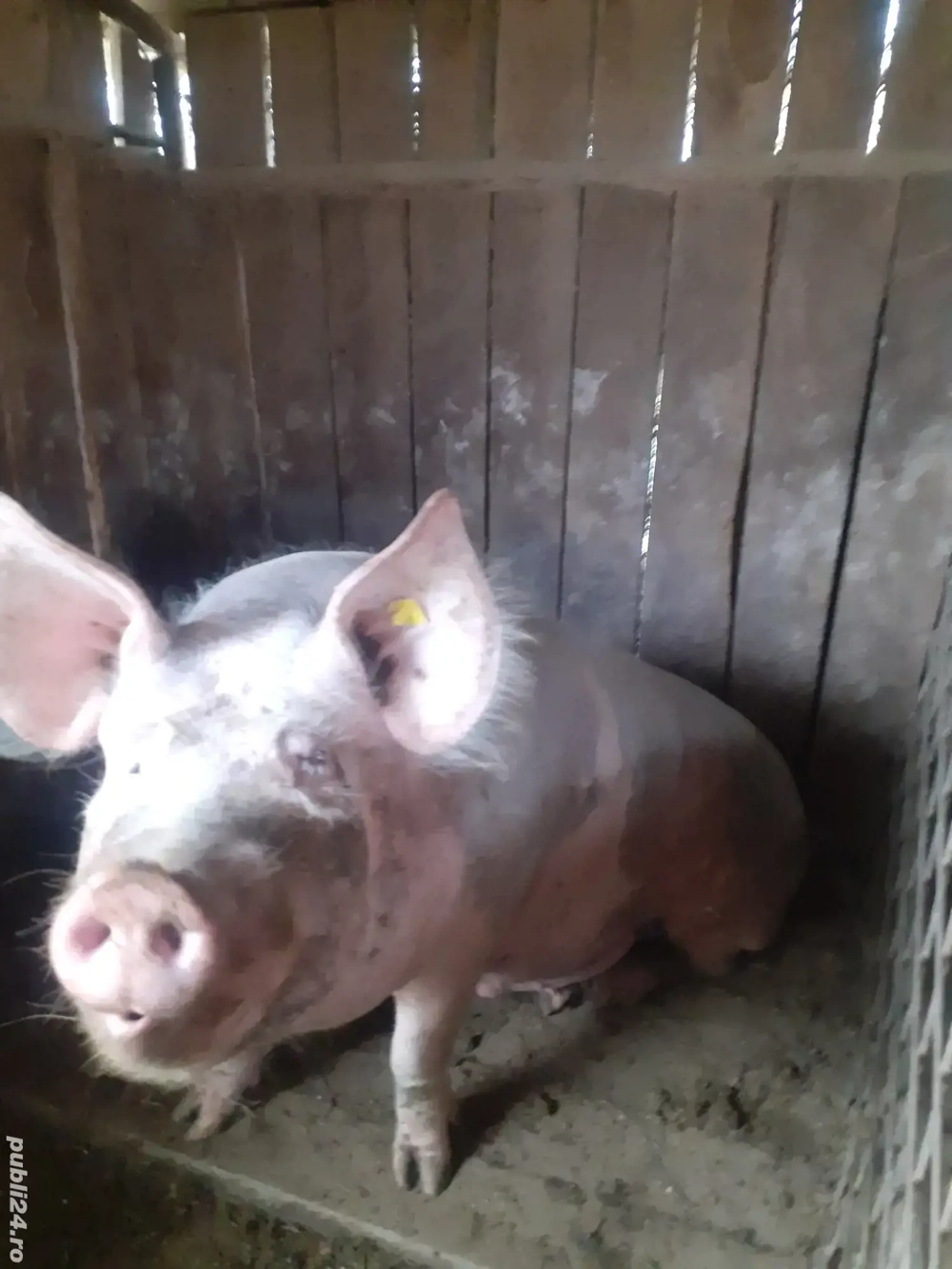 porci pentru sacrificat 