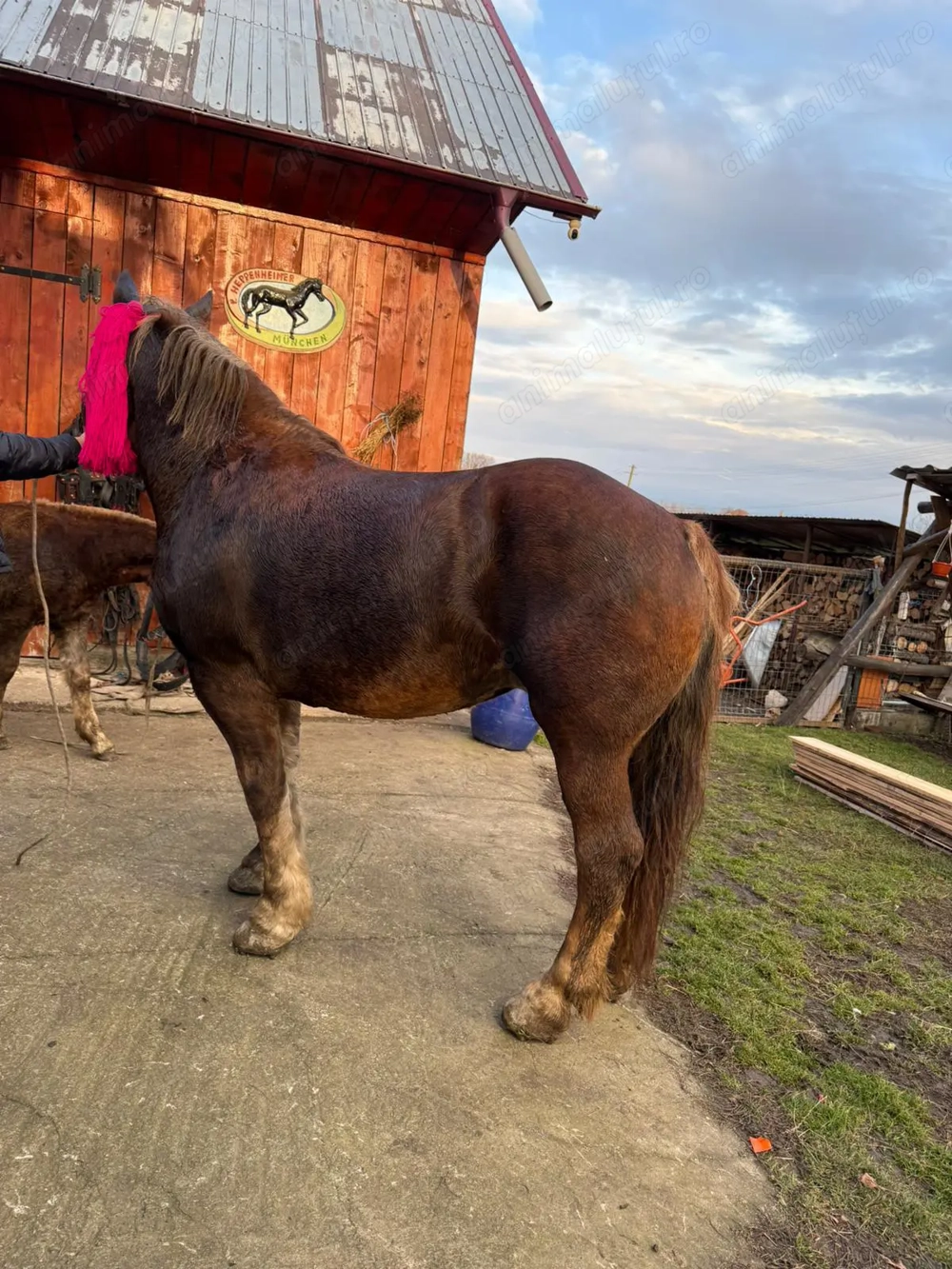 Vand iapa de 8 ani gestanta 