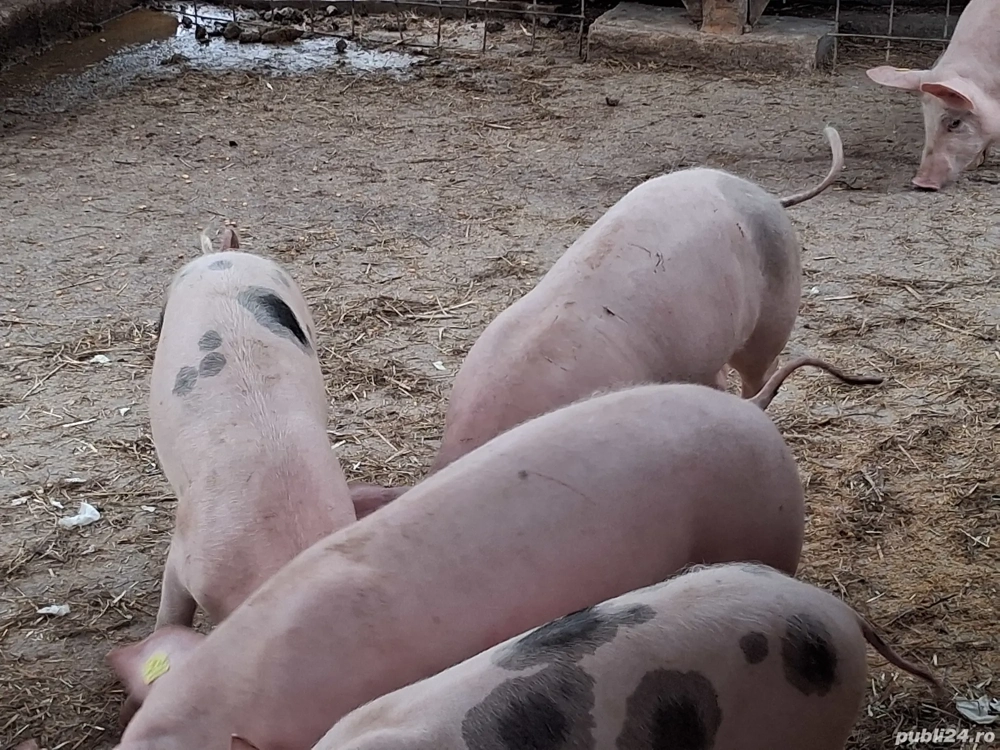 Soldani marele alb cu pietrean 