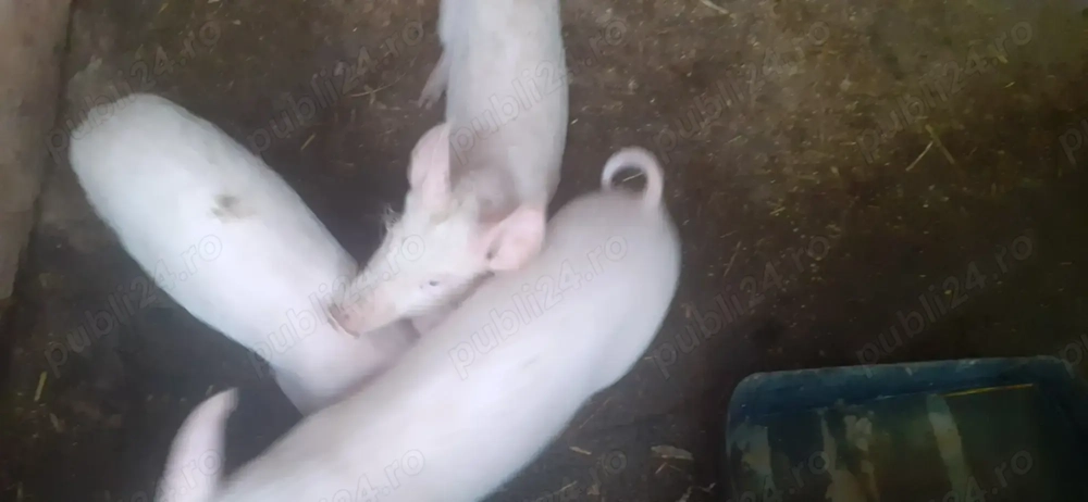 De vânzare 2 purceluse