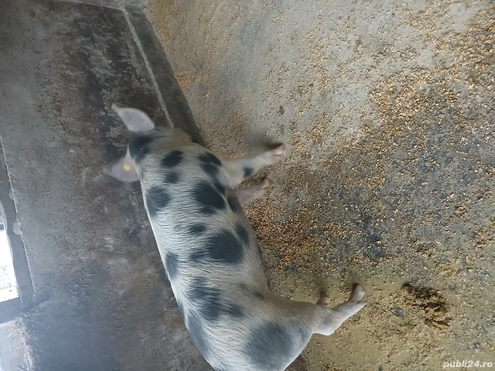 vând porc în jur de 130kg și 180kg 15lei kg