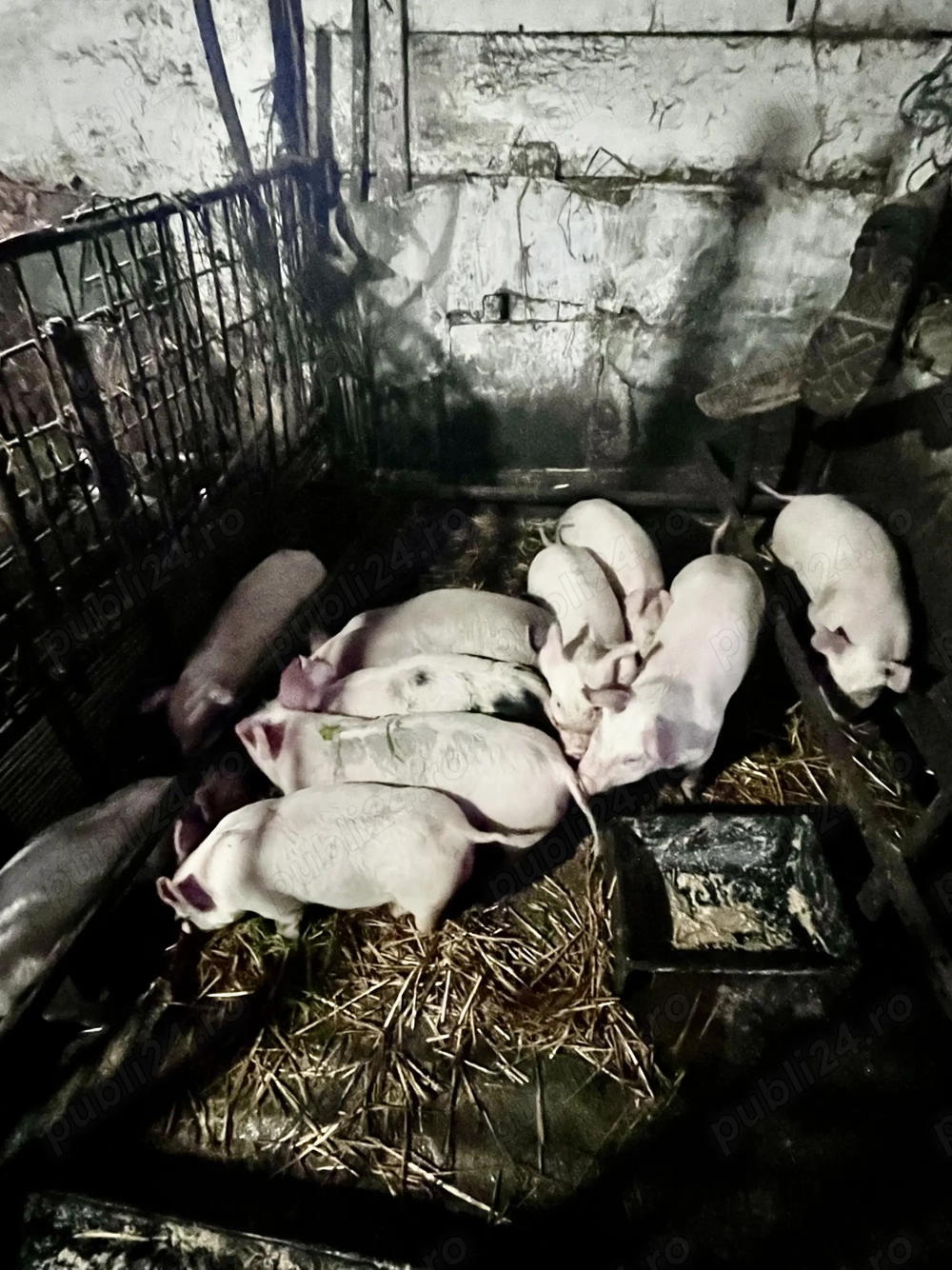 Vand purcelasi 9 saptamani