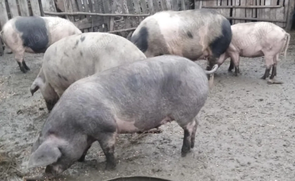 Porci 150-180KG, pret 20 RON   KG