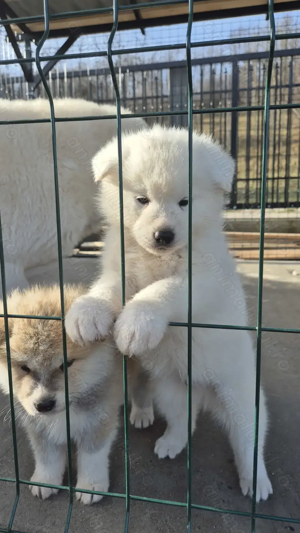 Pui akita inu japonez