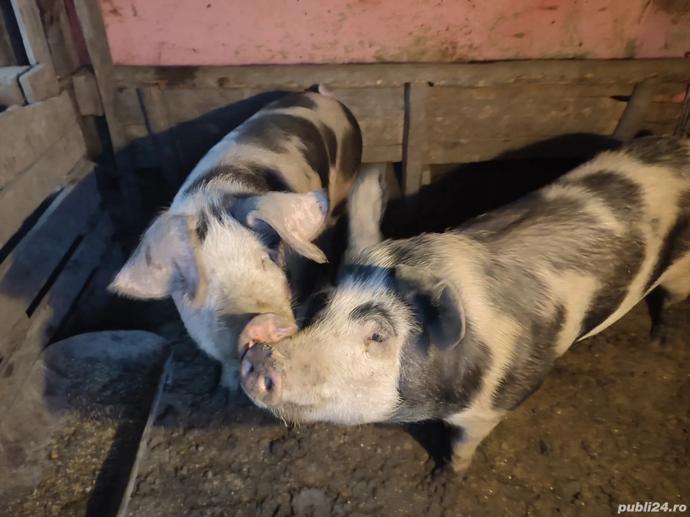 vând porcii petran crescuți natural fără slănină 