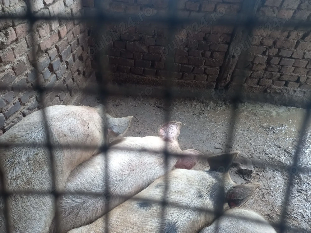 Vând un porc alb numai bun de pus pe masa de Craciun