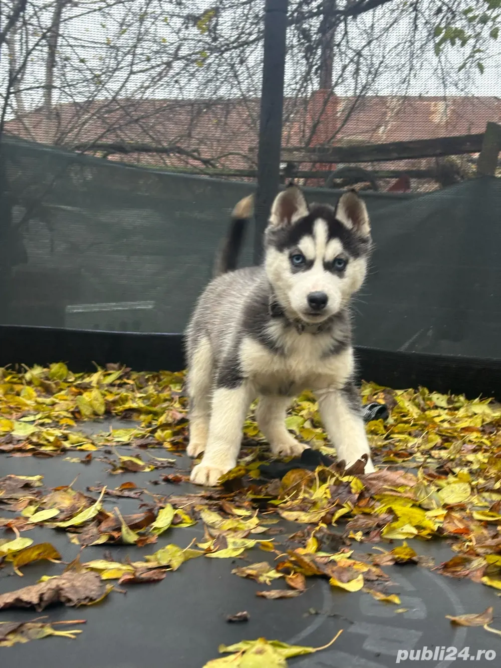 Pui Husky Siberian 