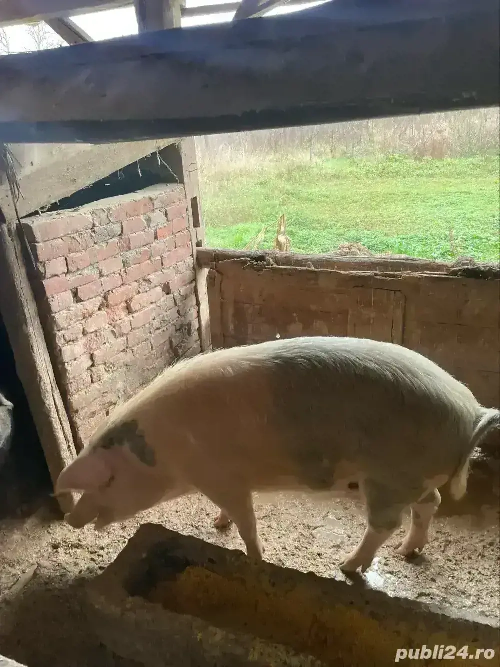 porci crescuti natural 