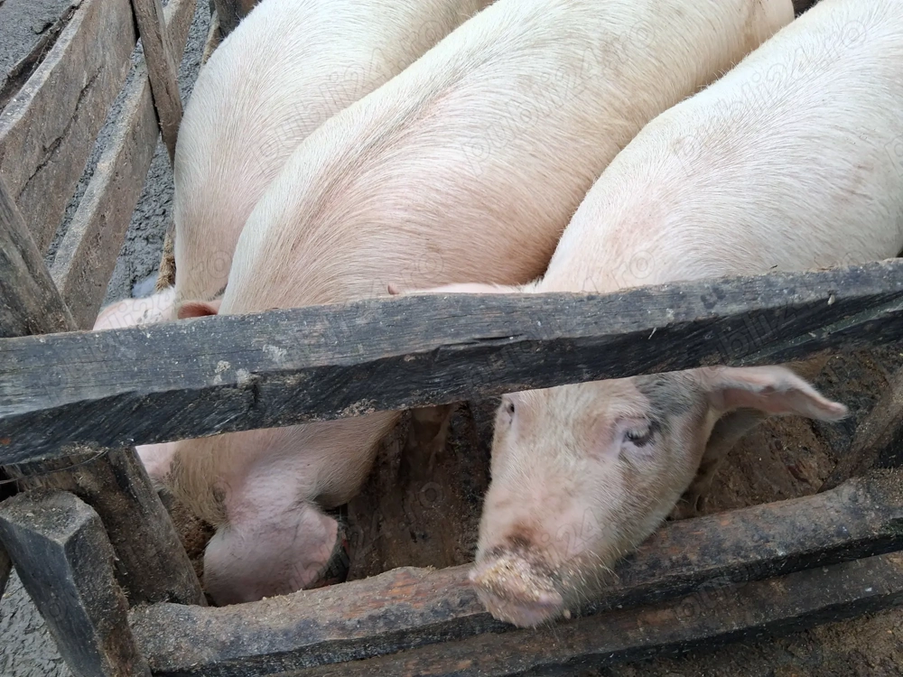 Porc de vânzare  !!!!