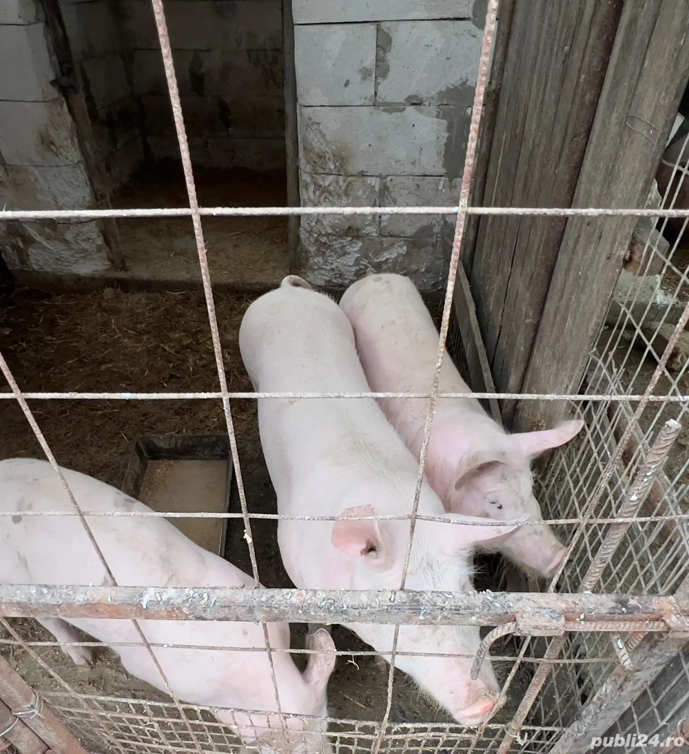 porci de vanzare