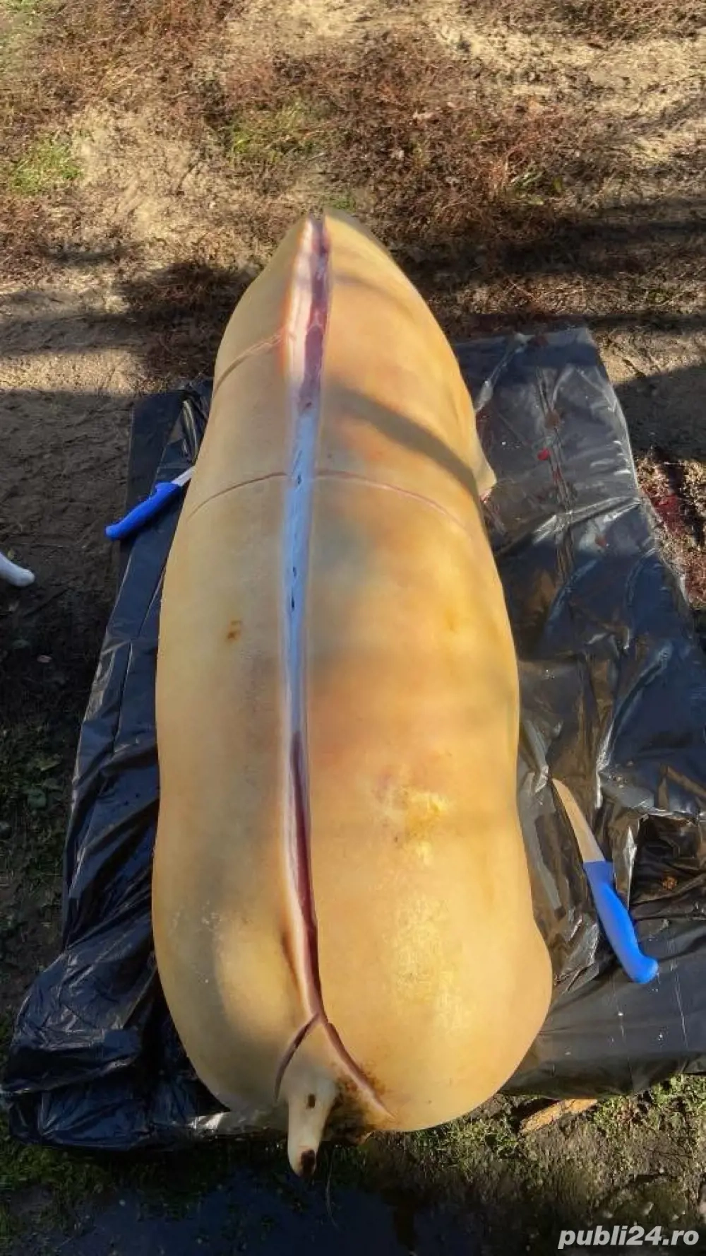 porci de carne bio asigur transport 