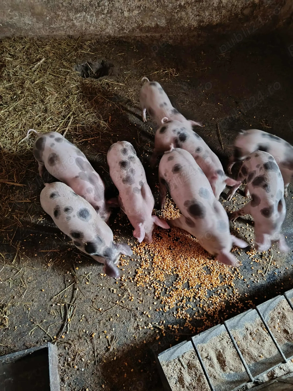 Vând purcei pietrean 