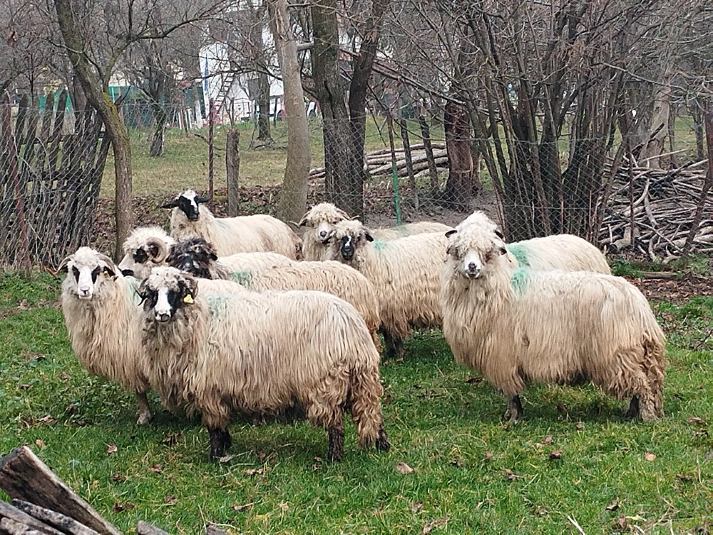 Oi de vanzare arges 9 oi!