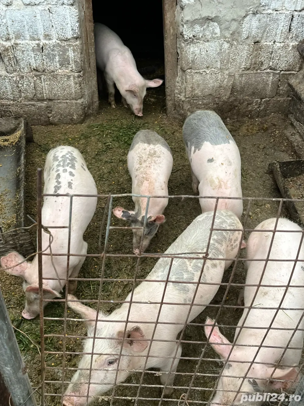 Purcei si porci mari